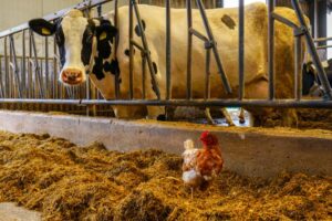 Cow in a cage looking at a chicken in a farm