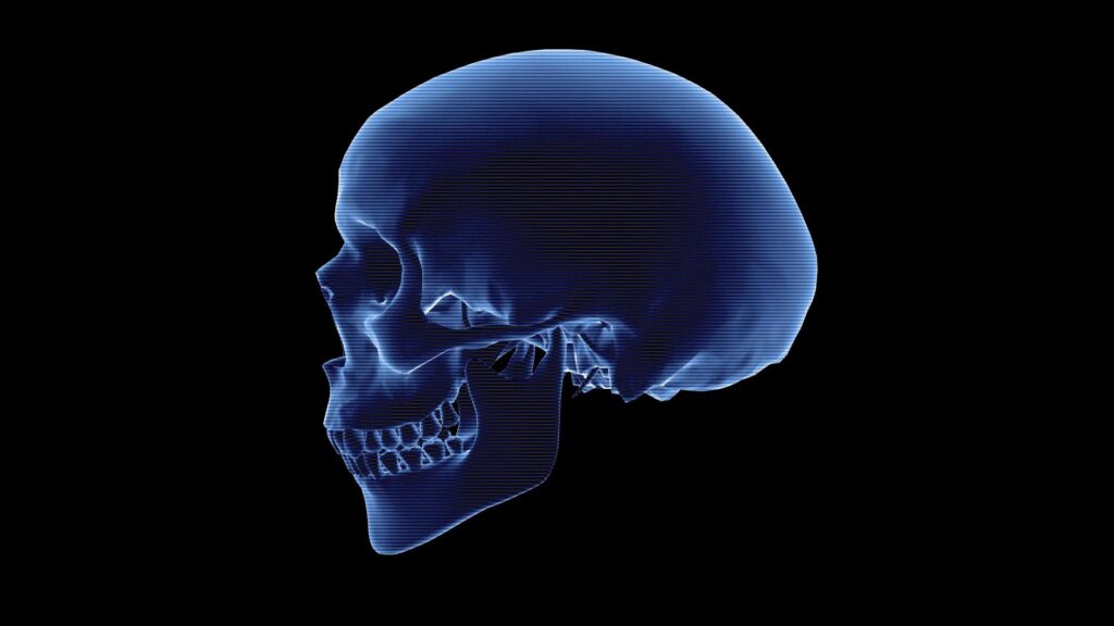 Computer model of a human skull