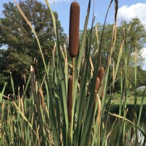 Cattail in the pond.