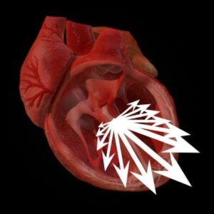 Cross-section of the heart showing a circular vectorcardiogram with 13 vectors of different magnitudes and directions.